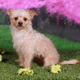 Illustration for article titled I have the cutest dogs ever OMG! (many pics)